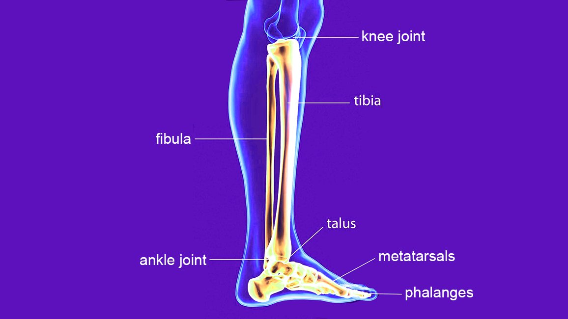 Types & Symptoms of Fibula Fractures